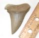 Yorktown Mako Shark Tooth